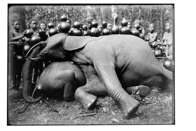Elefante, c.1910 da Unbekannt Unbekannt